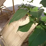 L'amarantine בית נופש *